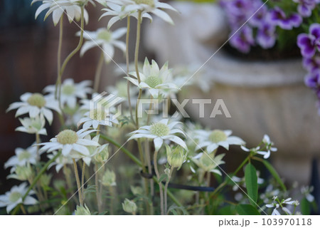 可愛い小さな花のイメージ