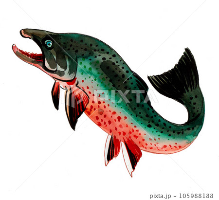 Spanish Mackerel wahoo dark blue fish big fish - Stock Illustration  [66480628] - PIXTA