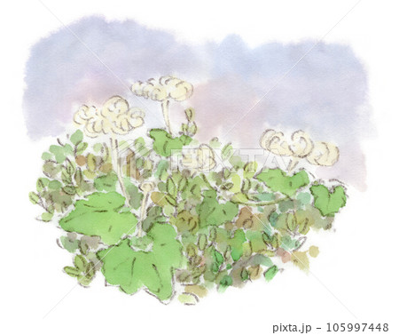 烏瓜 水彩画のイラスト素材 - PIXTA