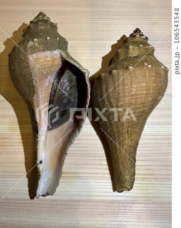 テングニシの写真素材 - PIXTA