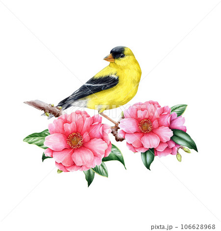 Blue jay bird with camellia flowers. Watercolor - Stock Illustration  [88863028] - PIXTA