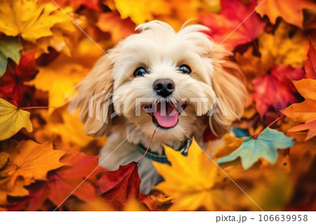 動物 犬 秋 紅葉のイラスト素材 - PIXTA