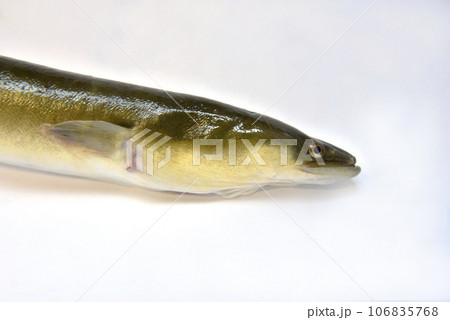 うなぎ 鰻 フィッシング 釣りの写真素材 - PIXTA
