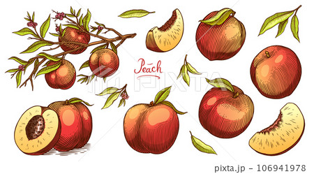 Cartoon Fruit peach number 5, digit five 18753542 Vector Art at