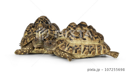 14,300+ Tiny Turtle Stock Photos, Pictures & Royalty-Free Images