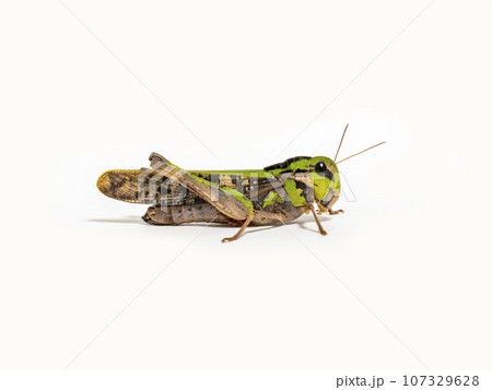 Animal, Grasshopper, Insect, Macro, Plant, Wildlife, HD wallpaper | Peakpx