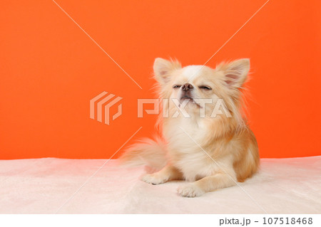 送料無料♡伏せをするチワワ 羊毛フェルト 伏せをするチワワちゃん