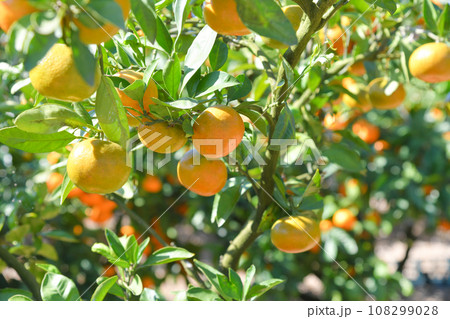 美味しそうに実ったミカン