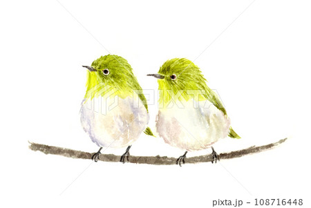 メジロ 水彩画 生き物 鳥のイラスト素材 - PIXTA