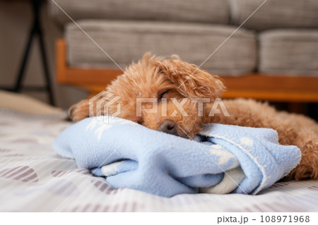 トイプードル 犬 寝るの写真素材 - PIXTA