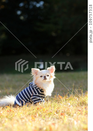 チワワ（お座りポーズ） お座り チワワ 犬 横向きの写真素材 - PIXTA