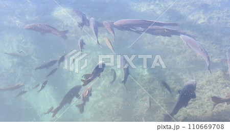 魚 鯉 淡水魚 川魚の写真素材 - PIXTA