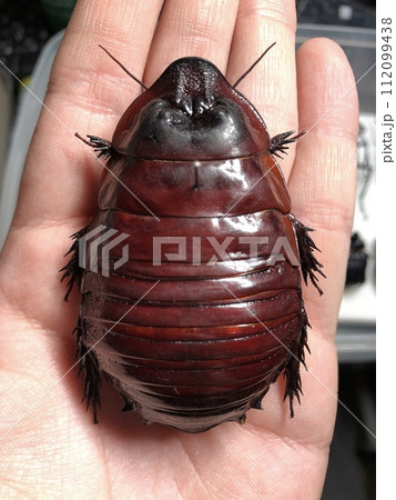 ヨロイモグラゴキブリ（Macropanesthia rhinoceros)成虫ペア ヨロイモグラゴキブリ(幼虫)② Macropanesthia rhinoceros