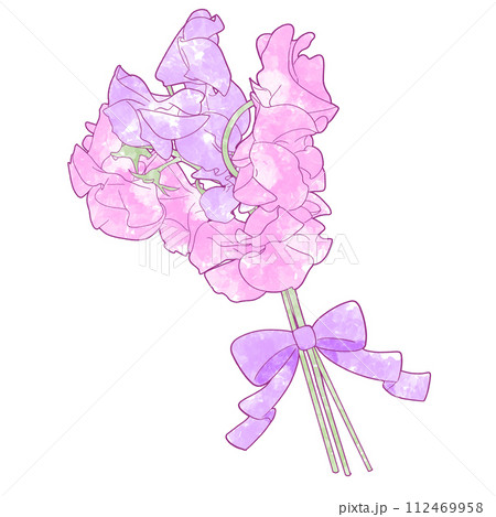 スイートピーのイラスト素材 - PIXTA