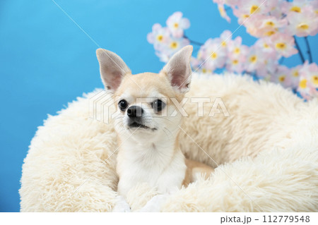 犬 チワワ 桜 春の写真素材 - PIXTA 犬 チワワ 桜 春の写真素材 - PIXTA