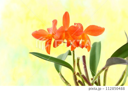 カトレア 花 植物 オレンジ色の写真素材 - PIXTA