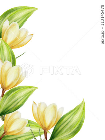 クロッカスの水彩画（フレーム付き） クロッカスの水彩画（フレーム