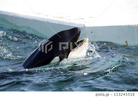 鯱 シャチ 口 歯の写真素材 - PIXTA