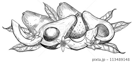 アボカド アボガド 鰐梨 スケッチのイラスト素材 - PIXTA