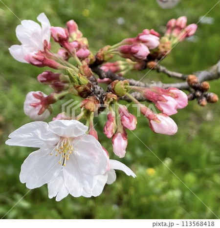 つぼみ開くの写真素材 - PIXTA