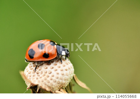 てんとう虫 ナナホシテントウ - Wikipedia