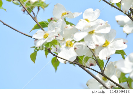 豪華 白花ハナミズキ 珍しい株立ち 蕾たっぷり 注 画像1.2枚目は開花時