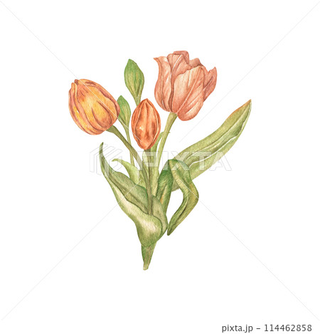 チューリップ ﾁｭｰﾘｯﾌﾟ 水彩画 花束のイラスト素材 - PIXTA 