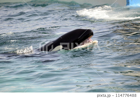 激レア　シャチ　歯？ シン・動物ガチンコ対決 頭脳派ギャング シャチ VS 特攻鋸歯
