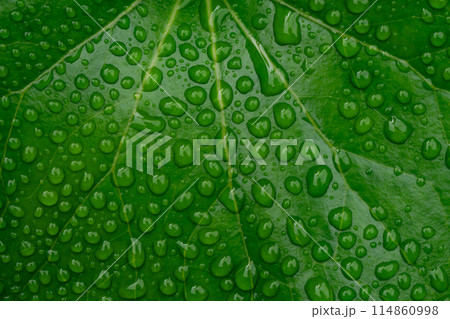 Blue and Green Colors of Nature