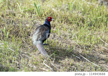 雄の雉の写真素材 - PIXTA