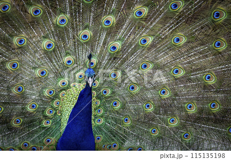 クジャク 孔雀 とさか 冠羽の写真素材 - PIXTA