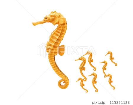 dead seahorse captured and preserved for studyの写真素材