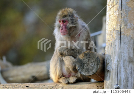 灰色 さる サル 猿の写真素材 - PIXTA