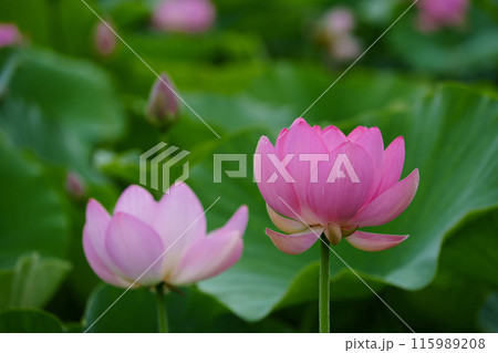 ハスの花 つぼみ 蕾 緑の写真素材 - PIXTA