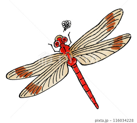 トンボ川蜻蛉のイラスト素材 - PIXTA