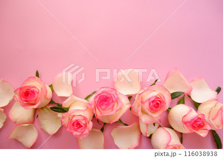 バラ 花 白 グラデーションの写真素材 - PIXTA