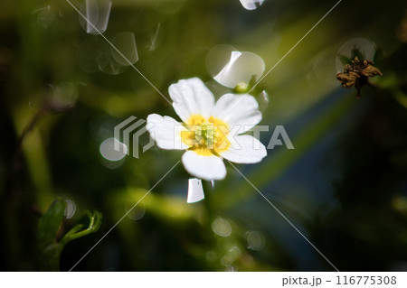 梅花藻の花の写真素材 - PIXTA
