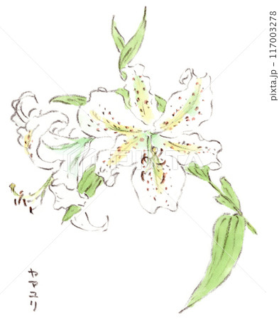 ヤマユリのイラスト素材 - PIXTA