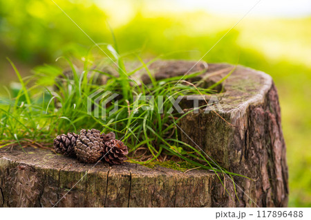杉ぼっくりの写真素材 - PIXTA