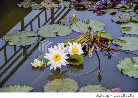 池 植物 睡蓮 葉の写真素材 - PIXTA
