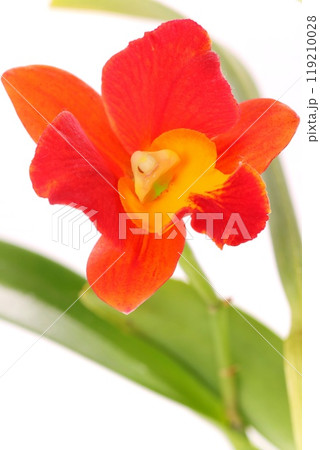 カトレア 花 植物 オレンジ色の写真素材 - PIXTA