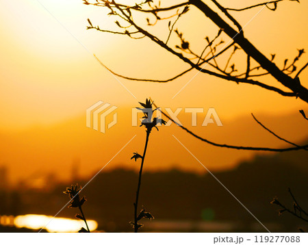 夕焼け 鳥 シルエット 夕暮れの写真素材 - PIXTA