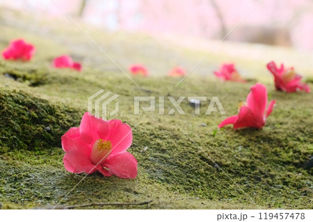椿の花の落下の写真素材 - PIXTA
