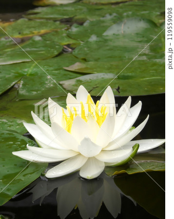ハスの花風景の写真素材 - PIXTA