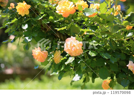 サハラの薔薇の写真素材 - PIXTA