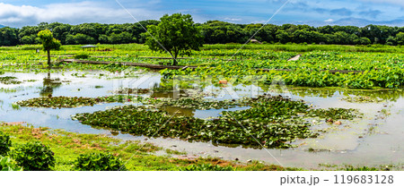 最新最全のをすべて 蓮の葉 自然 PIXTA - 景色の写真素材 旅行 タイヤ・ホイール