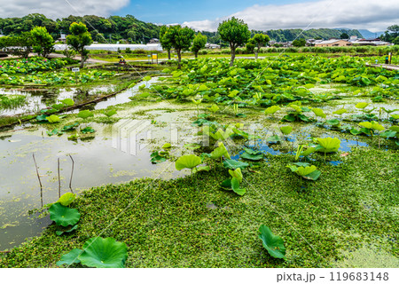 水生の植物たち（坂田ヶ池・3） : 妖精からの贈物