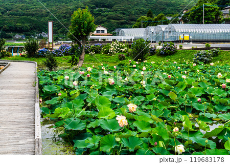 水生の植物たち（坂田ヶ池・3） : 妖精からの贈物