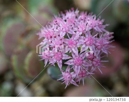 花 草花 多肉植物 赤紫の写真素材 - PIXTA