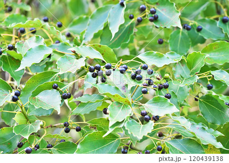 楠の実の写真素材 - PIXTA